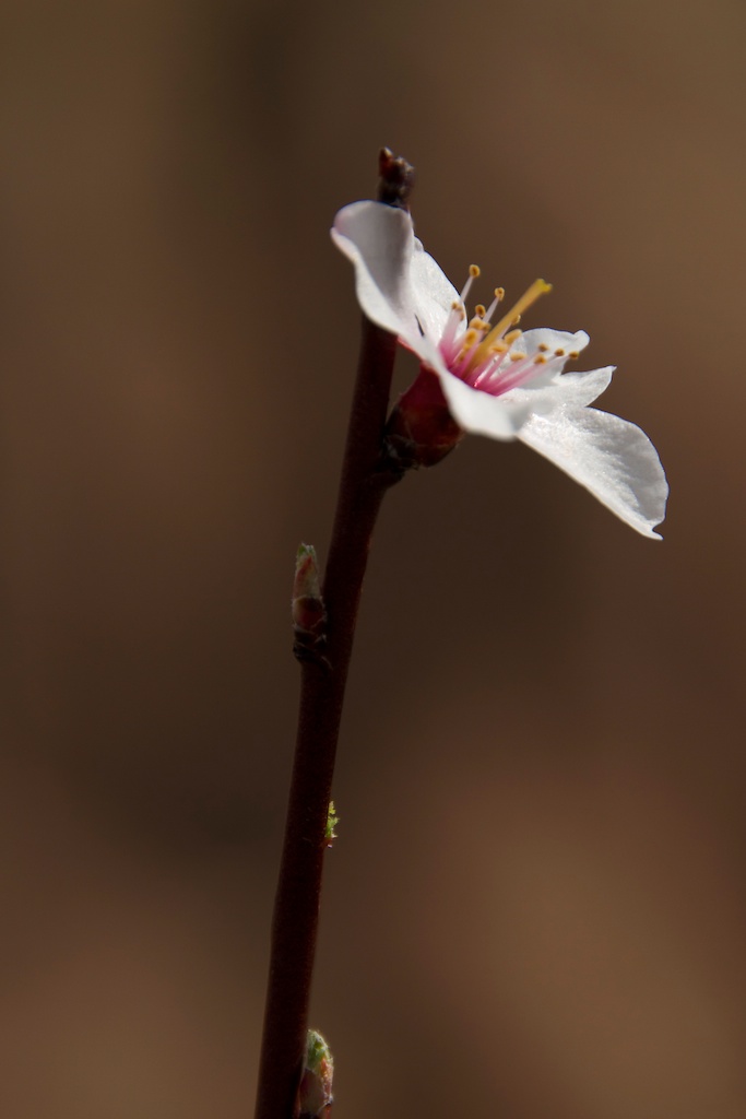 Blüten Solo