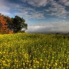 Blüten - Sonne - Nebel