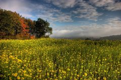 Blüten - Sonne - Nebel