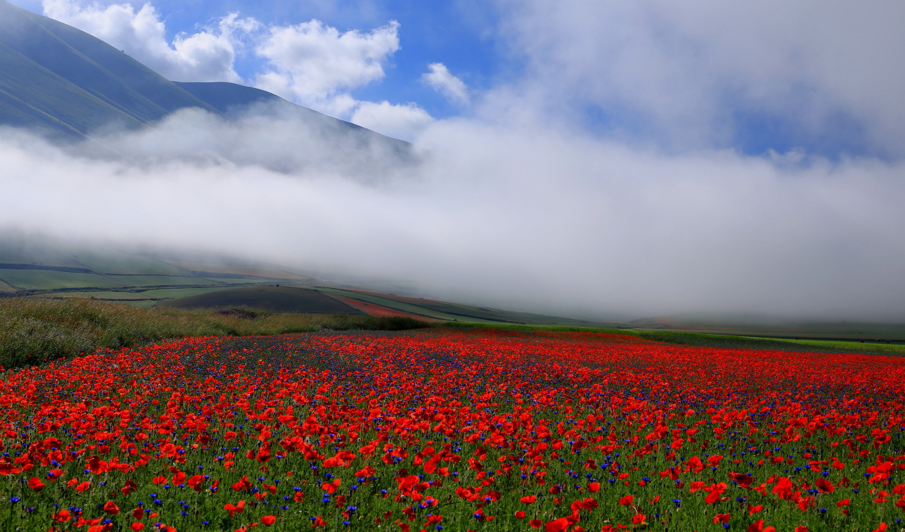 Blüten soweit das Auge reicht