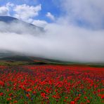 Blüten soweit das Auge reicht