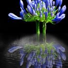 Blüten Spiegelung Fotomontage