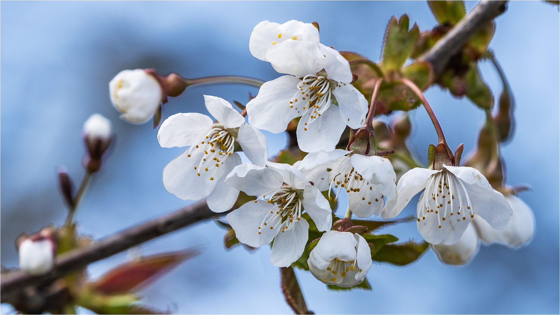 … Blüten statt Blümchen …