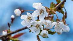 … Blüten statt Blümchen …