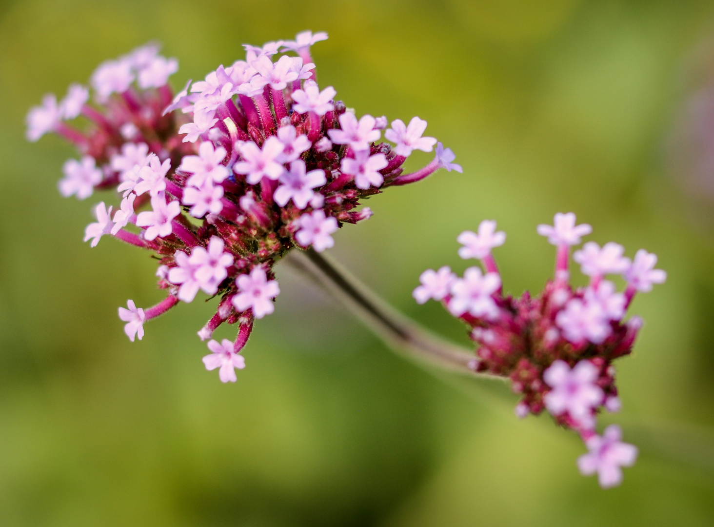 Blüten, Staude