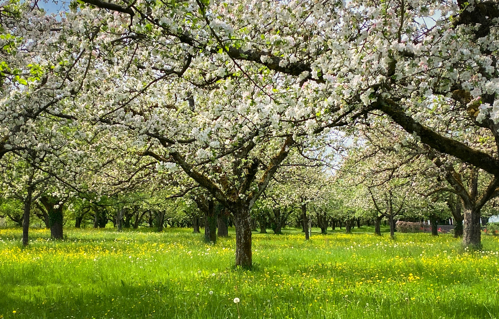 Blüten Steinmaur