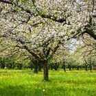 Blüten Steinmaur