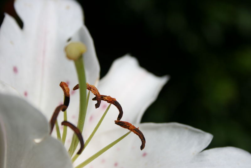 Blüten-Stempel