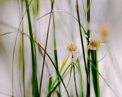 blüten-sterne