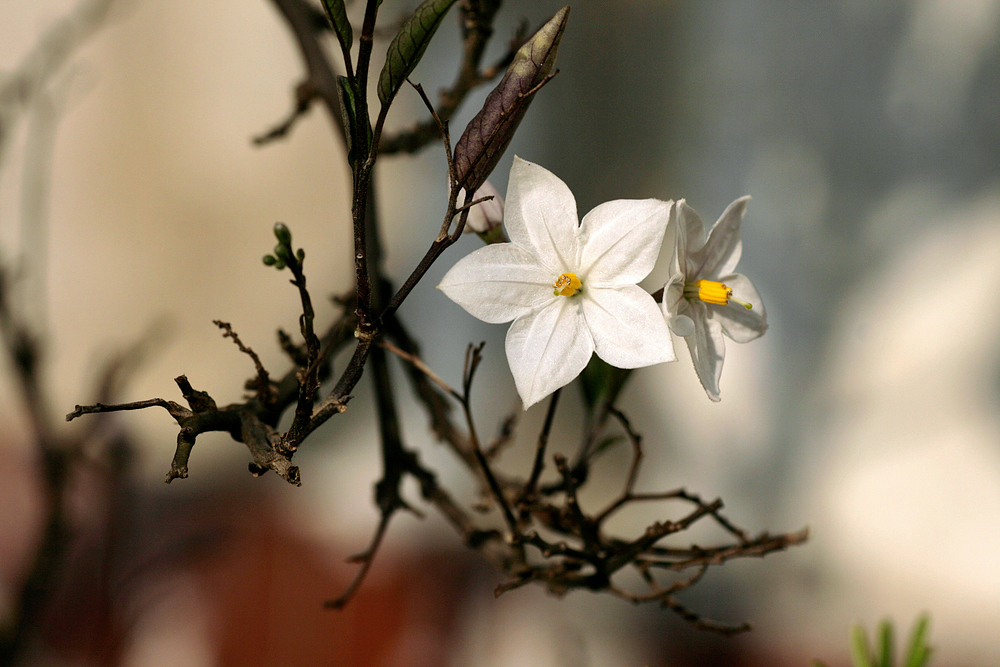 Blüten-Stolz