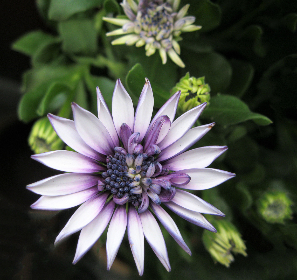 Blüten strahlen am Mittwoch