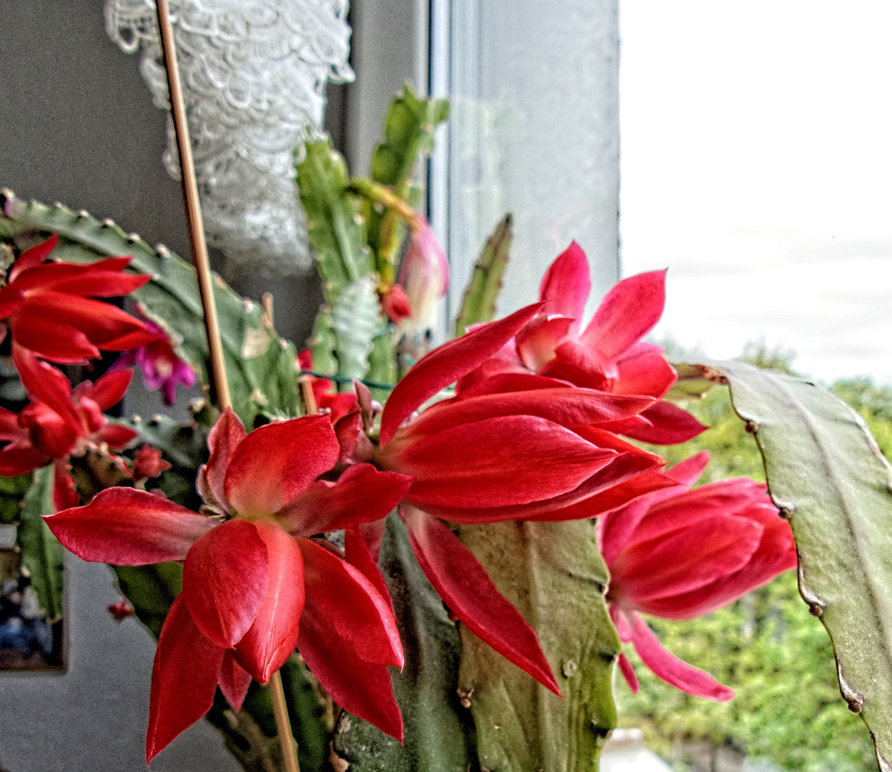 Blüten streben zum Licht