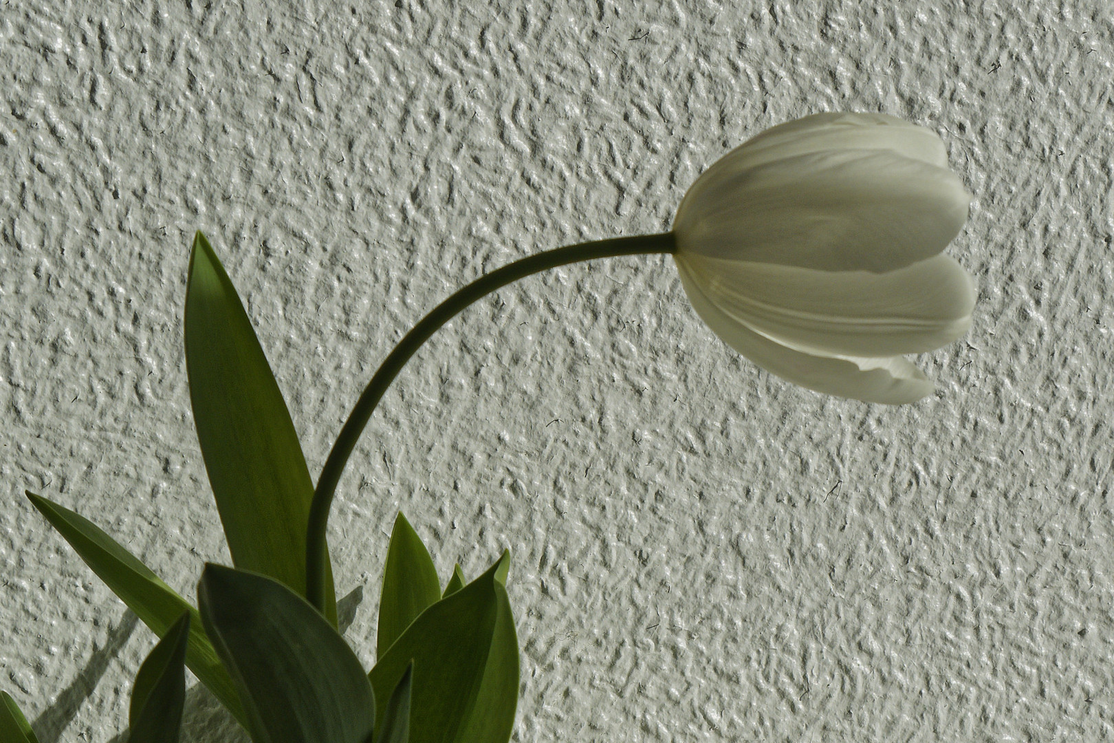 Blüten streben zum Licht und schlagen dafür gerne eine 90°-Kurve ein.