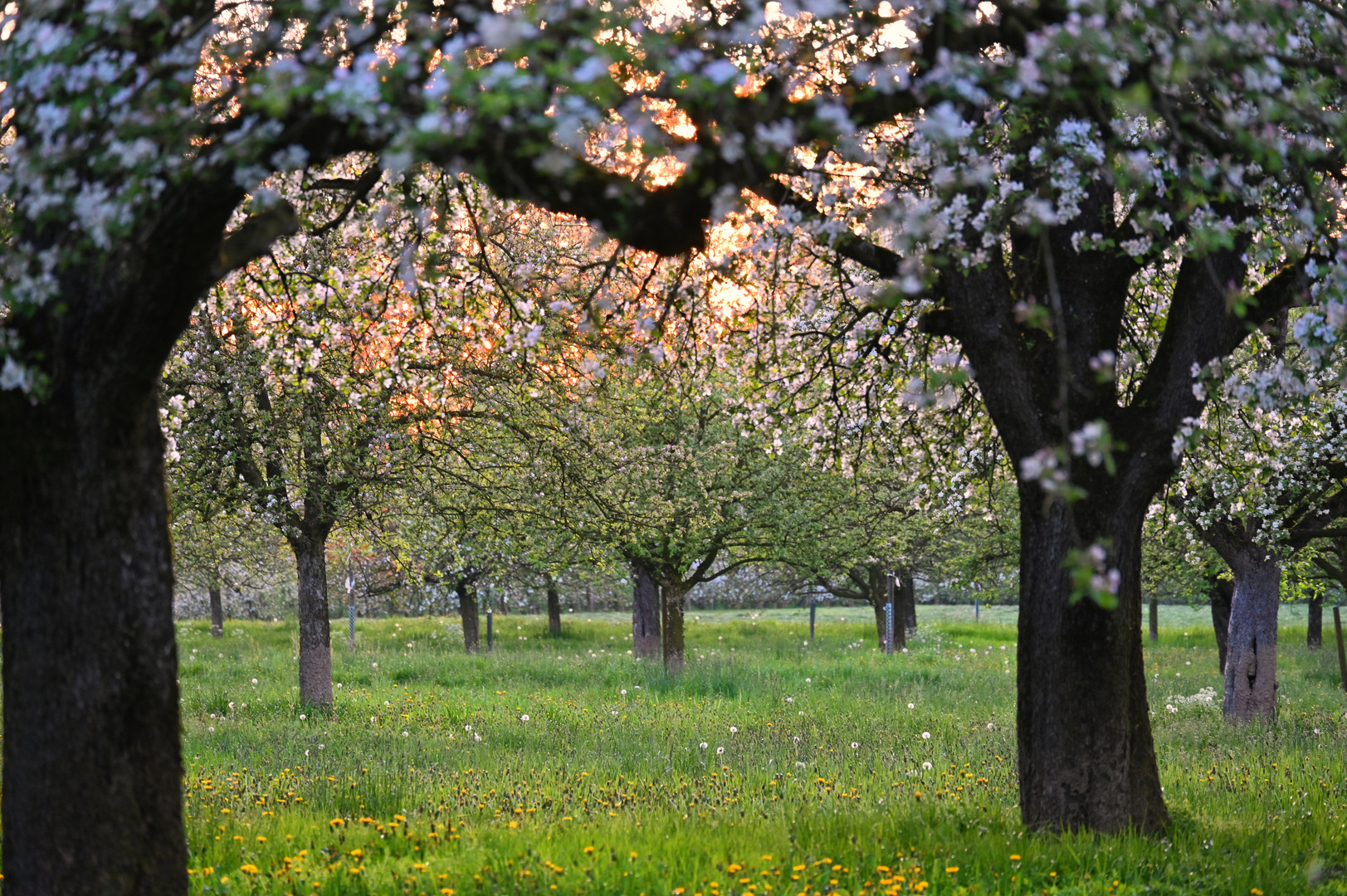 Blüten-Sunset