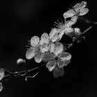 Blüten SW / Wilde Pflaumen