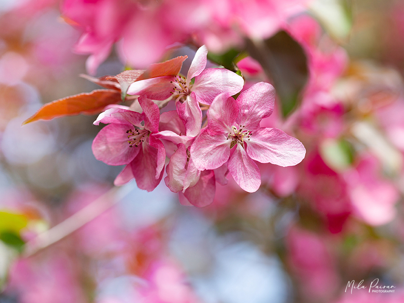 Blüten Symphonie