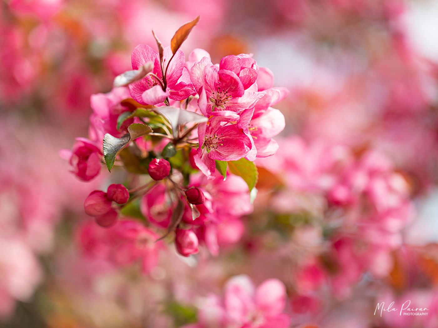 Blüten Symphonie