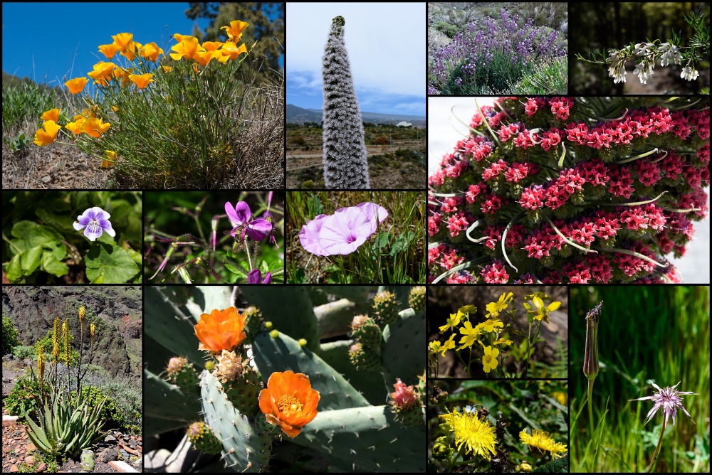 Blüten Teneriffas