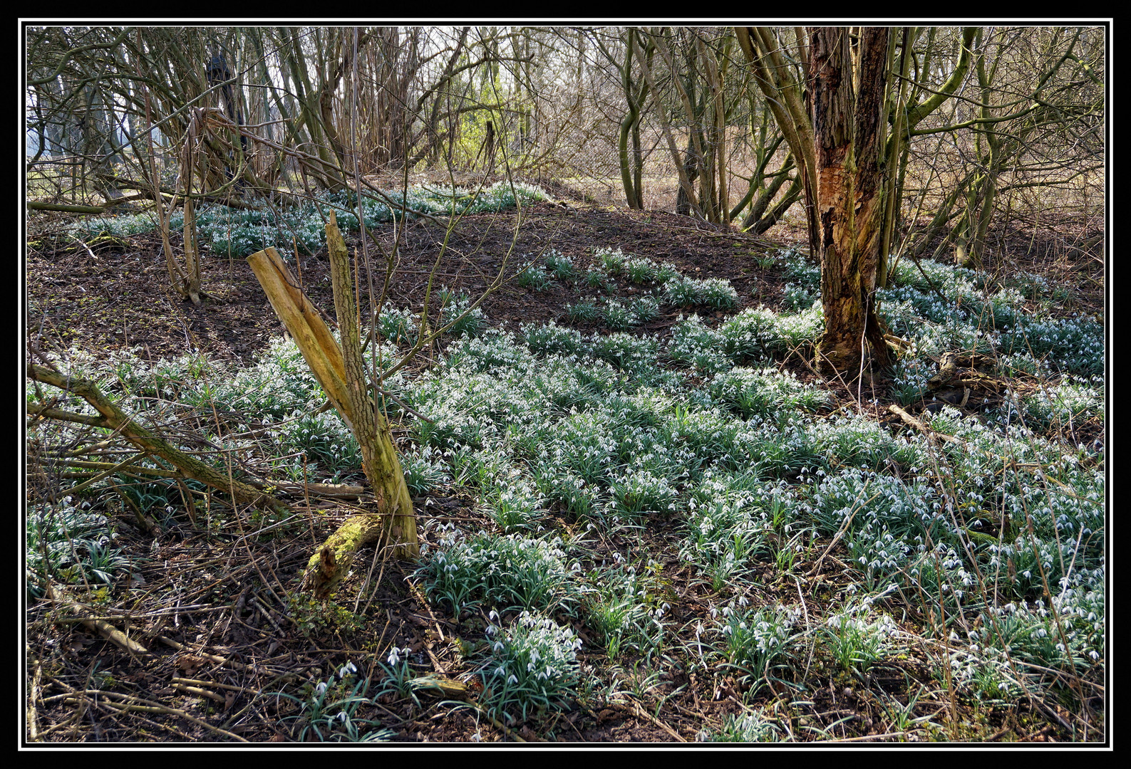 Blüten-Teppich