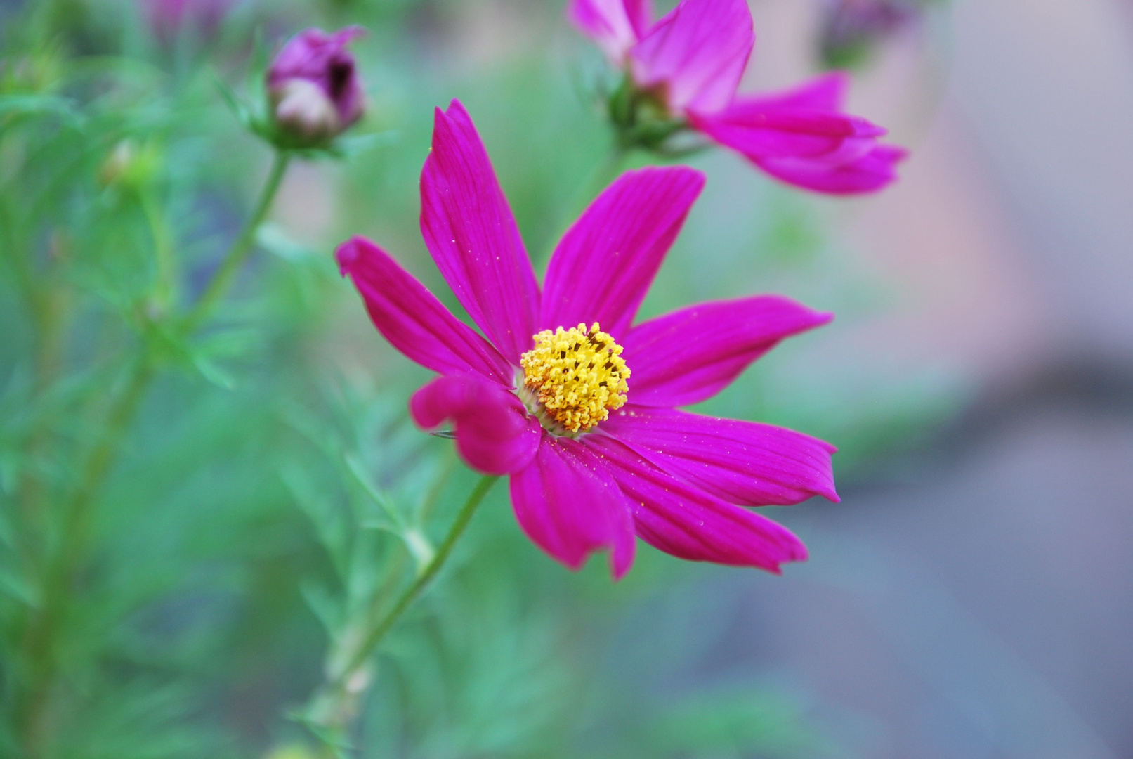 Blüten Tiefenschärfe