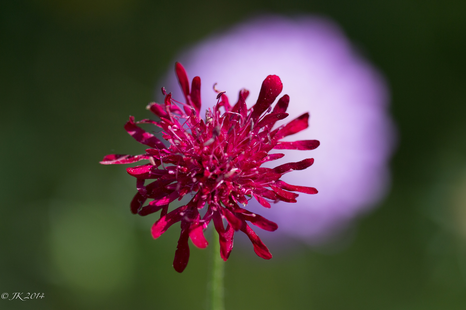 Blüten Ton in Ton