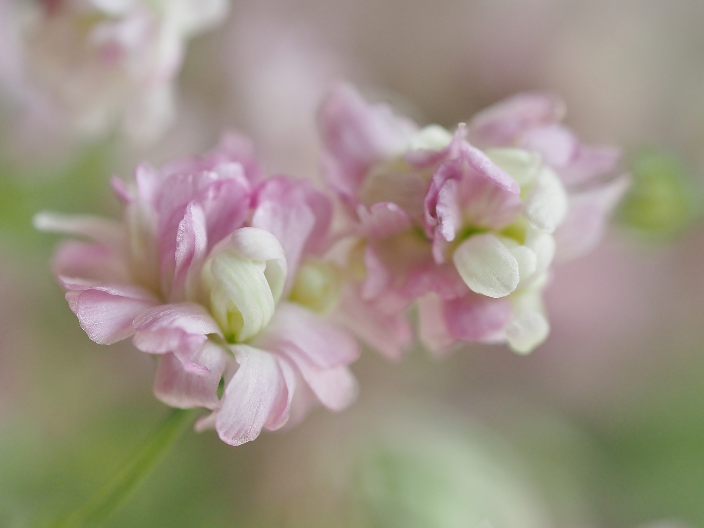 "Blüten-Träume"