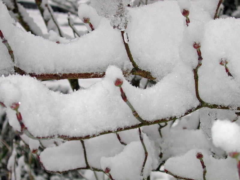 Blüten treiben........