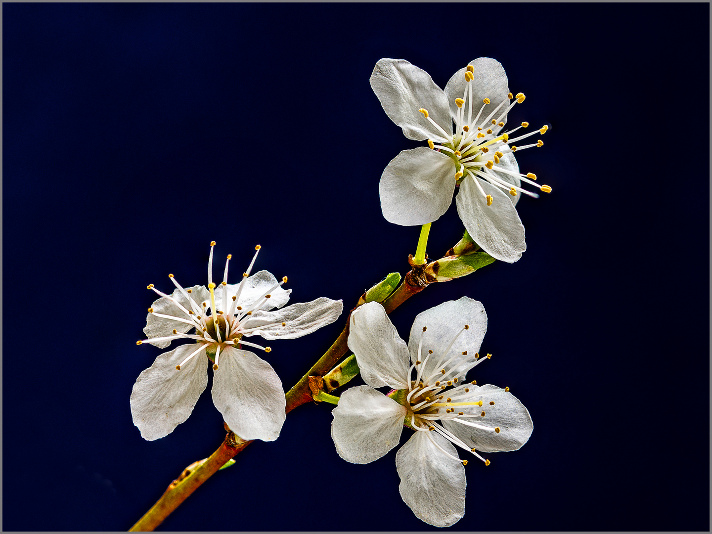 Blüten-Trio