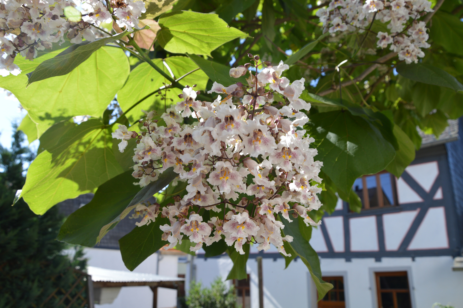 Blüten Trompetenbaum