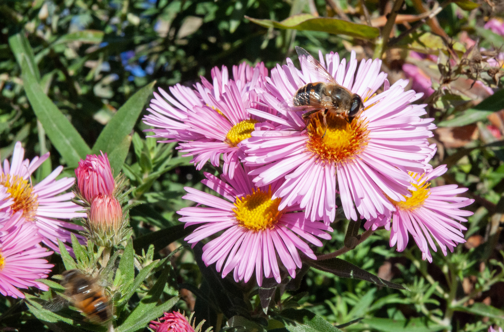 Blüten u. Biene  