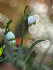 Blüten u. Licht am Wildbach,