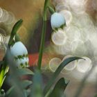 Blüten u. Licht am Wildbach,