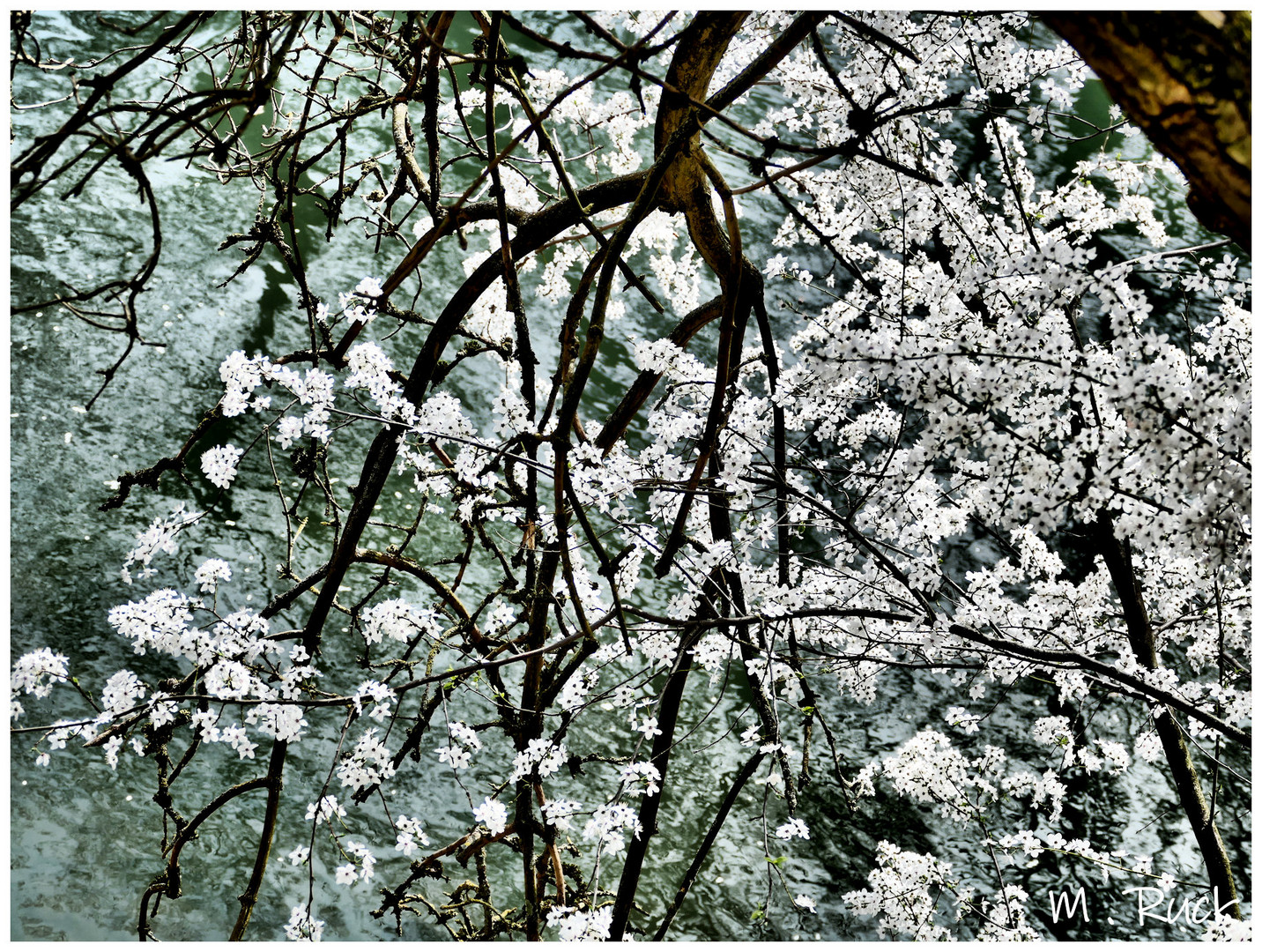 Blüten über dem Wasser des Neckar 