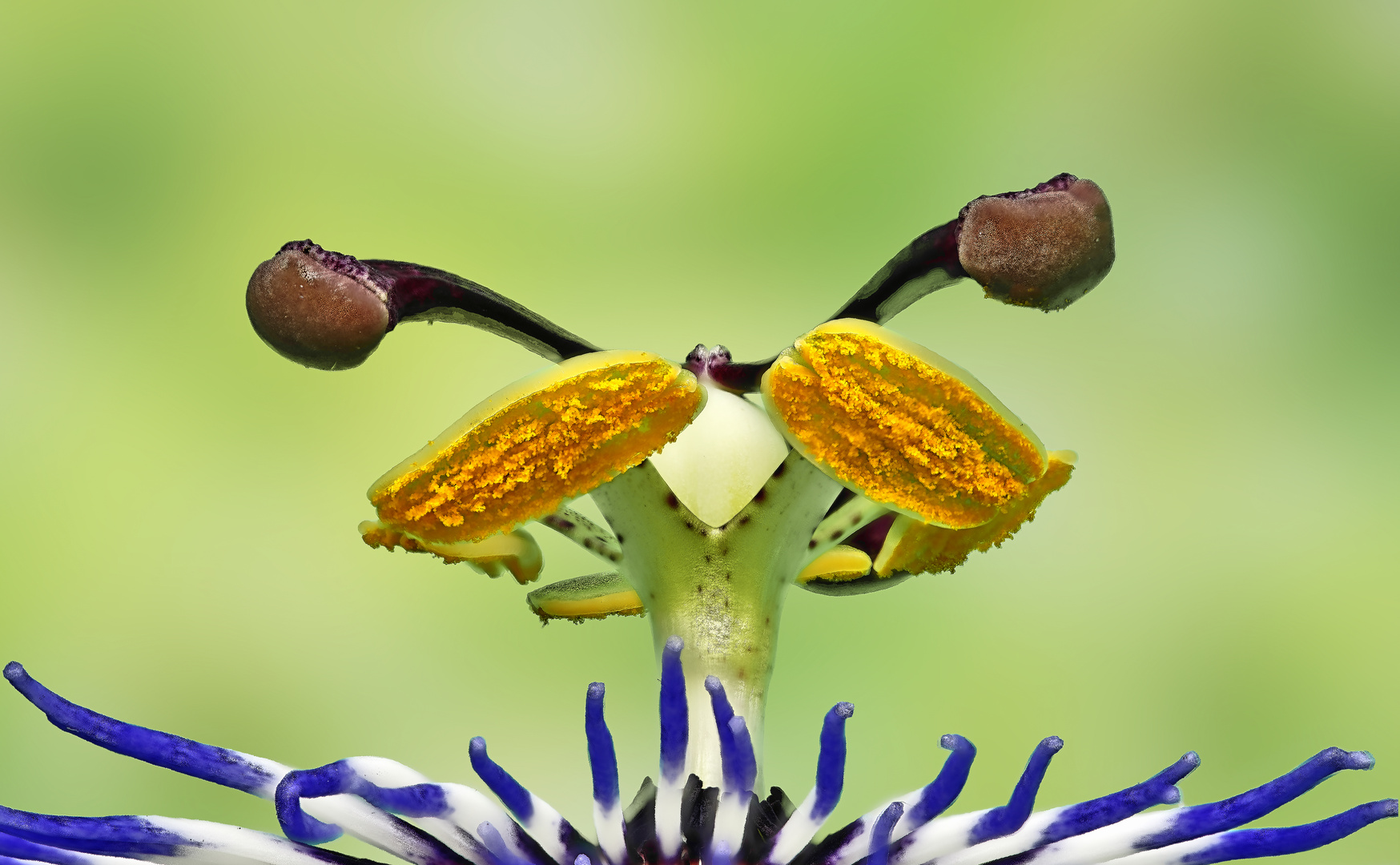 Blüten-UFO?