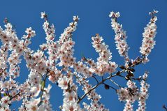 Blüten und alte Mandeln