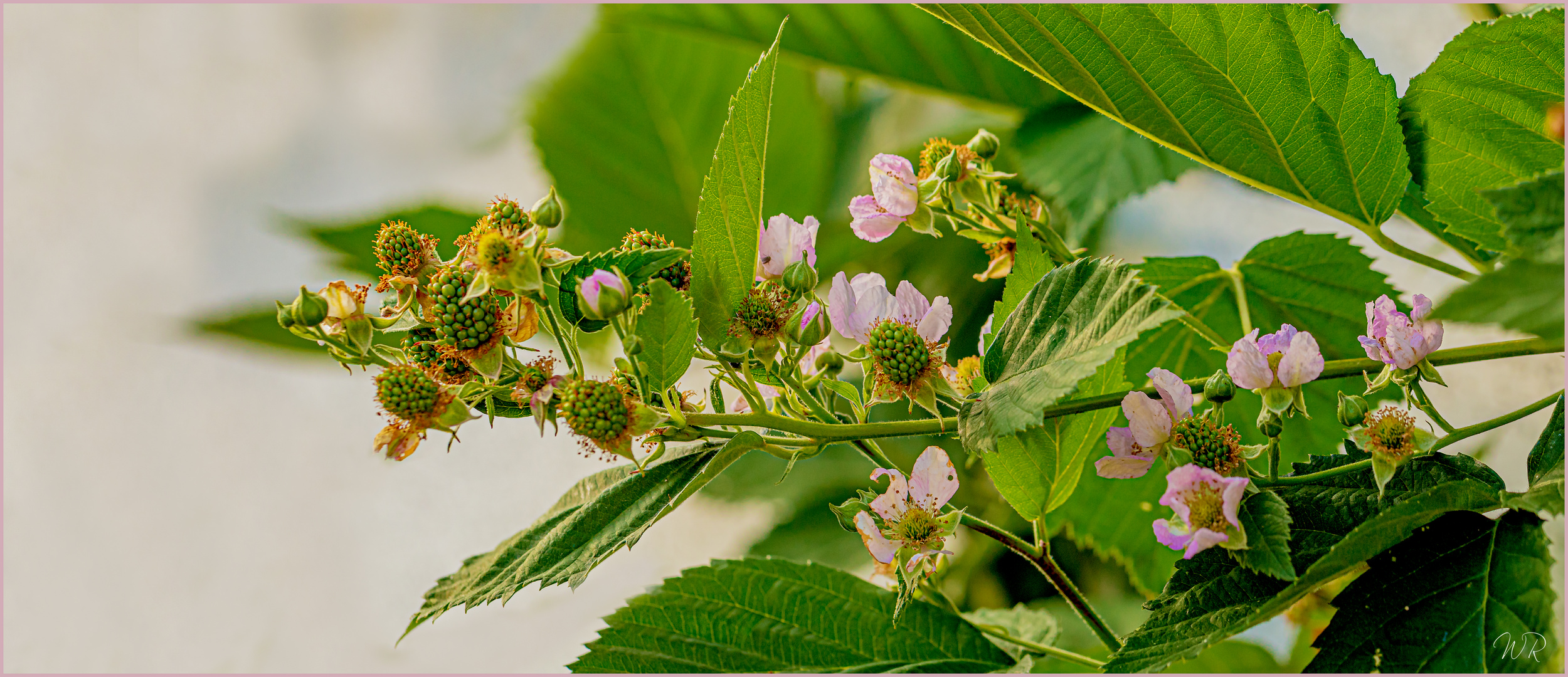 Blüten und Beeren