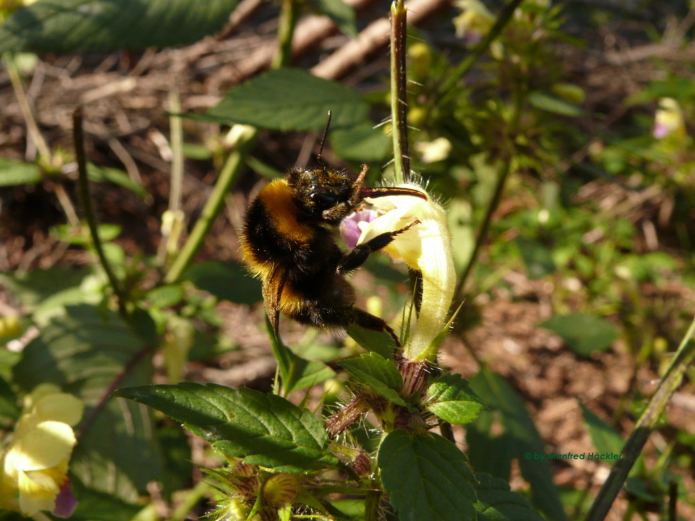 Blüten und Bienen 008