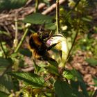 Blüten und Bienen 008