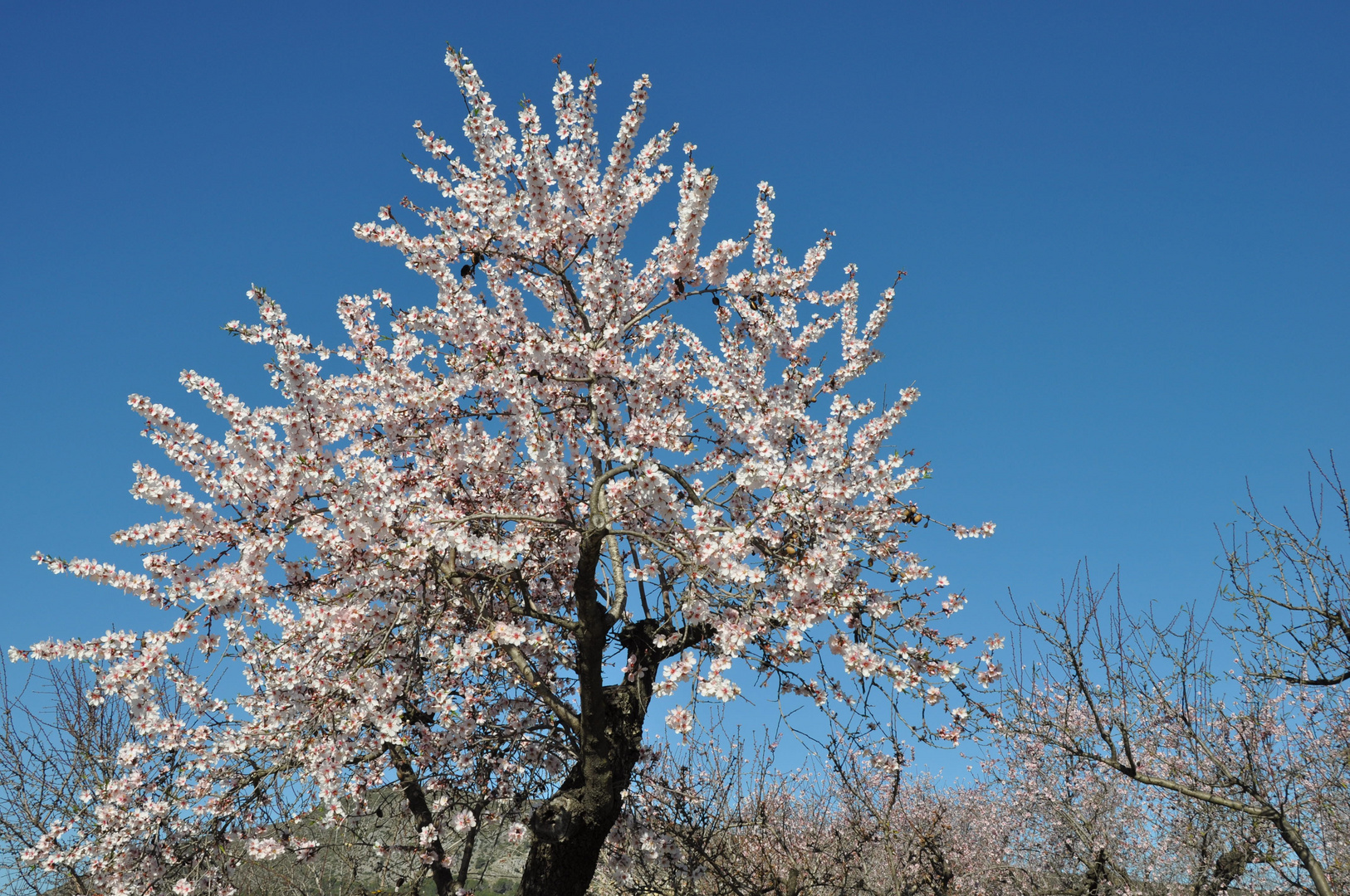 Blüten und Bienen