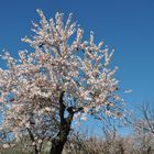 Blüten und Bienen