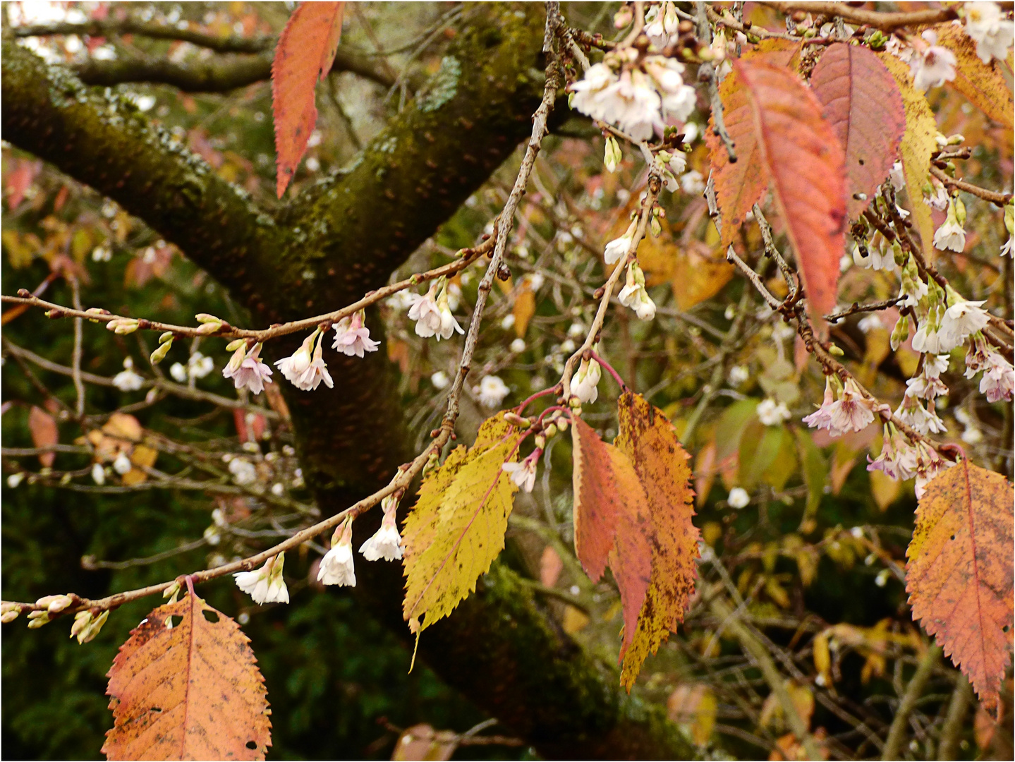 Blüten und Blätter