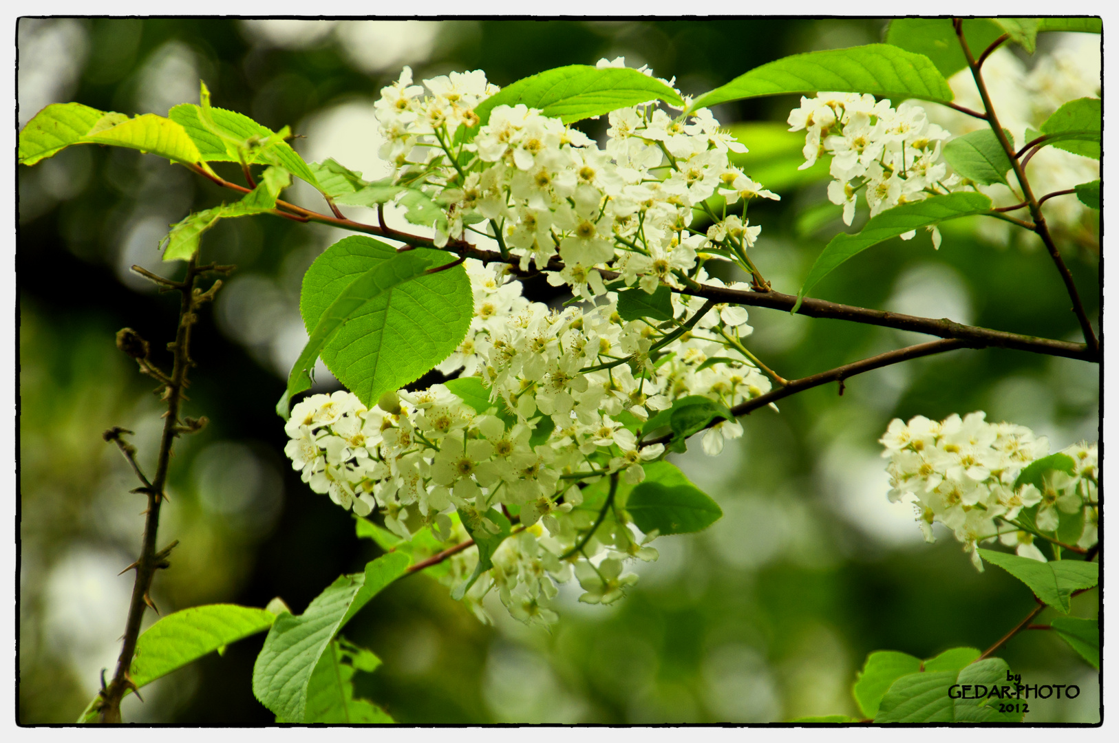 Blüten und Blätter im April