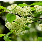 Blüten und Blätter im April