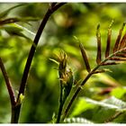 Blüten und Blätter im April