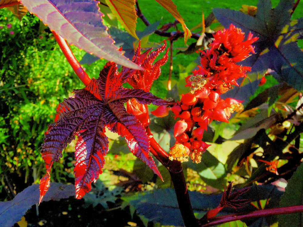 Blüten und Blätter im Sonnenlicht