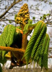 Blüten und Blatt zeigen sich schon mal....vom Kastanienbaum.