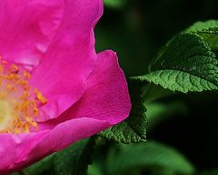 Blüten- und Blattstrukturen einer Wildrose