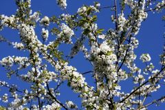 Blüten und blauer Himmel :)