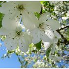 Blüten und blauer Himmel