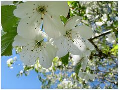 Blüten und blauer Himmel